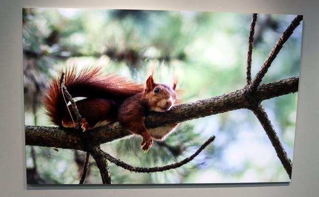 Animales retratados al detalle para una buena causa