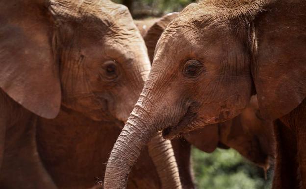 La popularidad de tigres, leones y osos podría ser su perdición