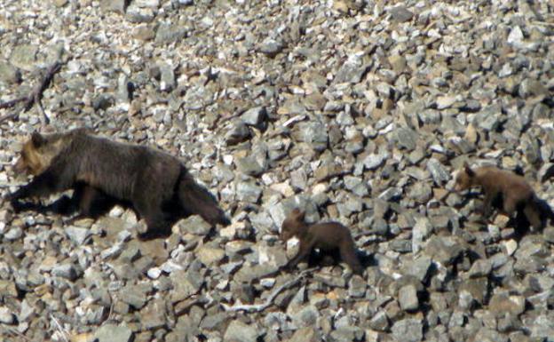 Los furtivos controlan el Parque Natural de Fuentes Carrionas, según los animalistas