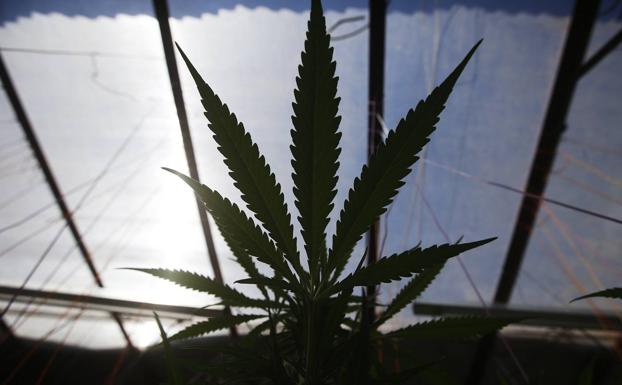 El consumo de cannabis entre los jóvenes de Castilla y León se aproxima ya al del tabaco