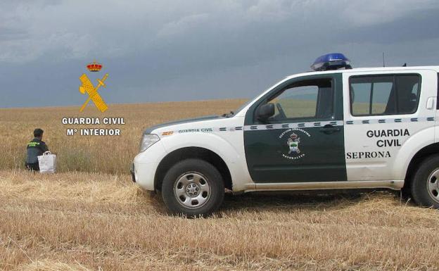 Investigan la muerte de miles de gallinas en una nave de Amusco