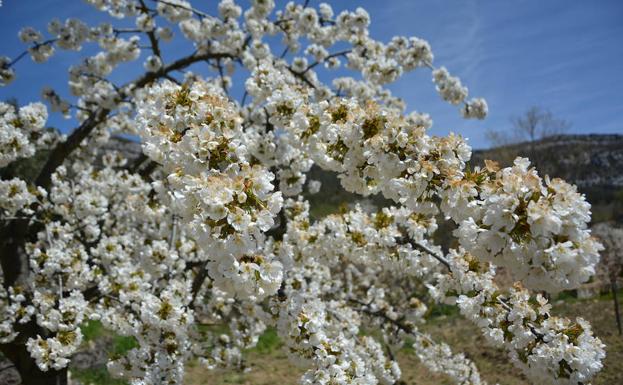 Jornada formativa sobre frutales con los cerezos de Las Caderechas en flor