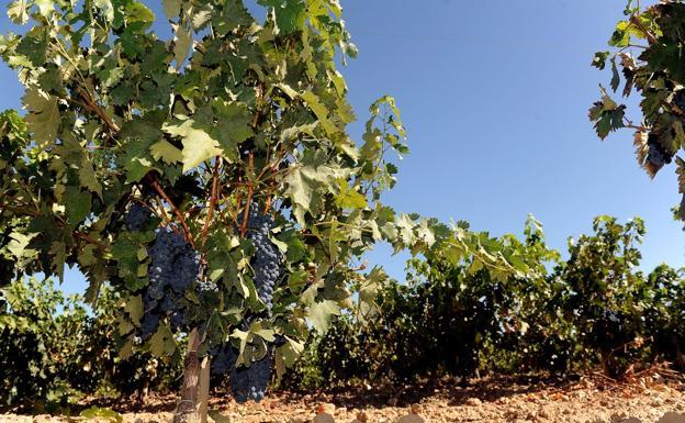 Ribera del Duero y Rueda aúnan fuerzas en la promoción de sus vinos en China