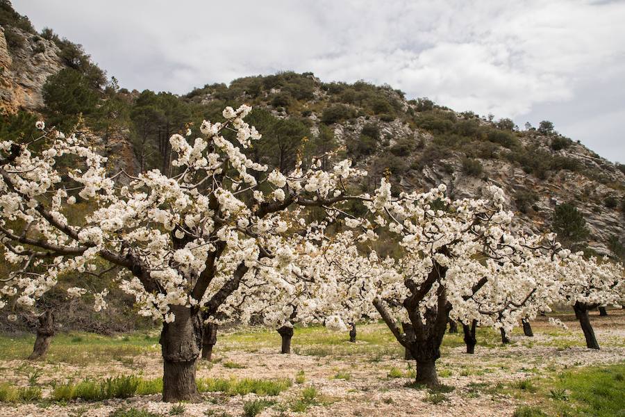 Floración de Las Caderechas