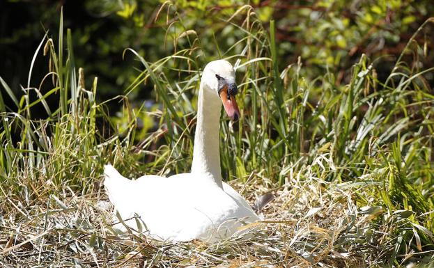 Un ladrón de huevos anda suelto por Palencia