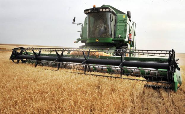 La sequía redujo la producción del cereal en Burgos un 50% el año pasado