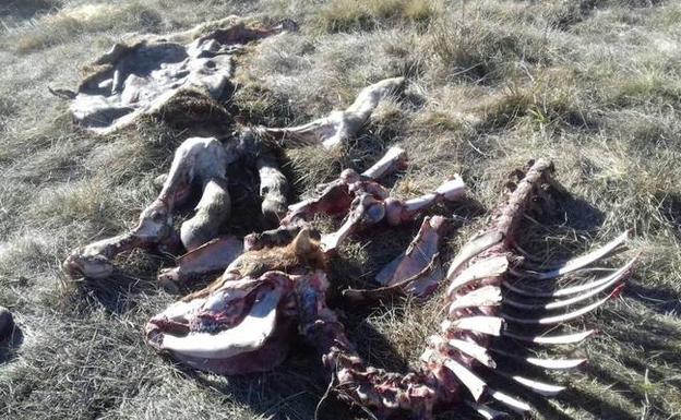 UPA-COAG considera justificada la caza del lobo al norte del Duero