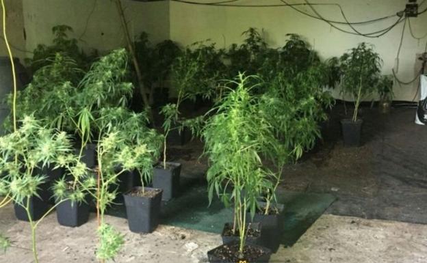 La Policía Local incauta 76 plantas de marihuana en Villatoro