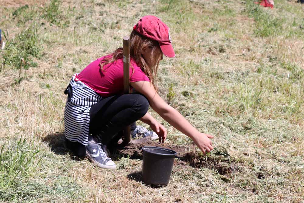 Jornada de plantación de árboles en la ladera del Castillo