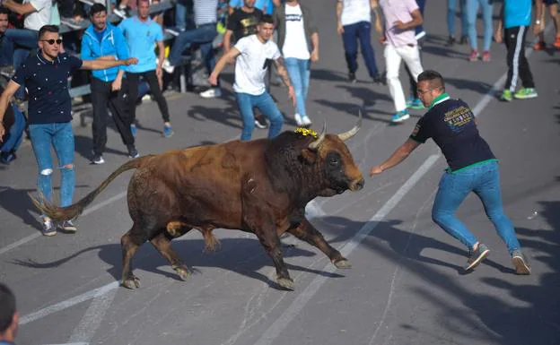 Alrededor de 15.000 personas disfrutan del Toro de la Feria en Medina del Campo