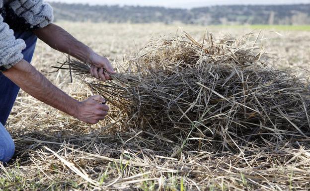 ASAJA pide que se autoricen quemas de rastrojos para frenar plaga de zabro en la provincia