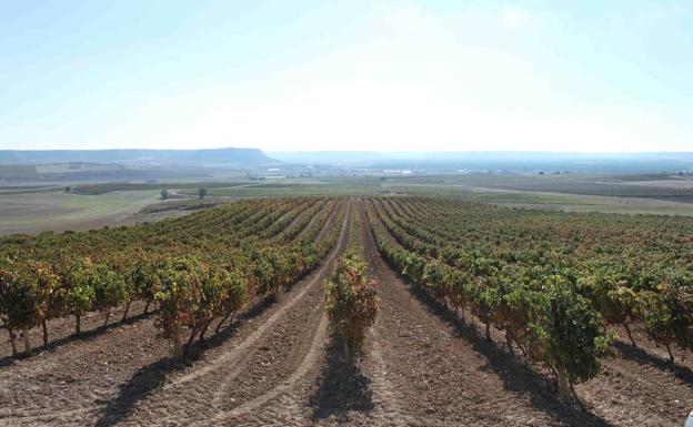 Bodegas Emilio Moro pone en marcha un sistema de 'abono a la carta' de los viñedos con drones