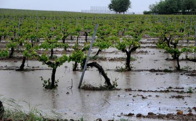 La lluvia dispara el riesgo de enfermedades por hongos en los viñedos de la comunidad