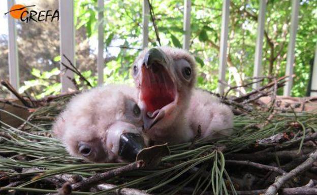 La reintroducción del buitre negro en la Sierra de la Demanda sigue por buen camino