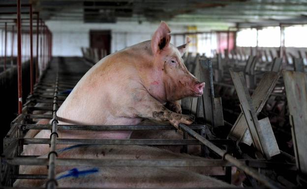 Soria se rebela contra las macrogranjas de porcino