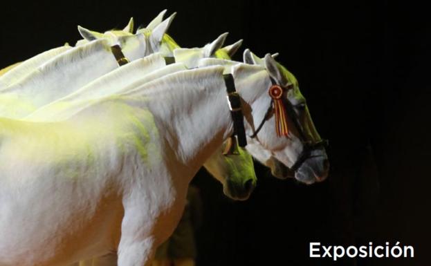 La historia de la cría caballar de las Fuerzas Armadas, en Capitanía