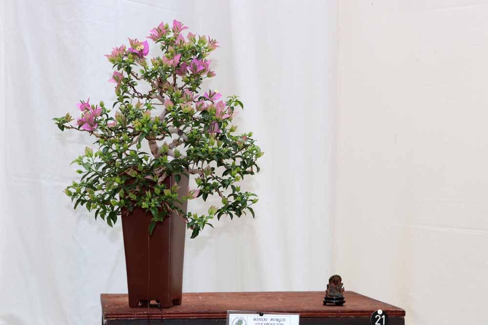 En imágenes la exposición de bonsáis