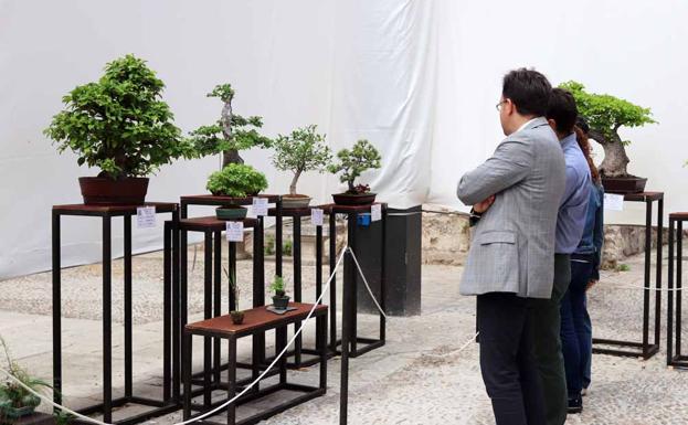 Los bonsáis, listos en sus macetas para ser contemplados