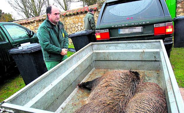 Los cotos de caza de Ávila reciben 184 jabalíes de países del Este