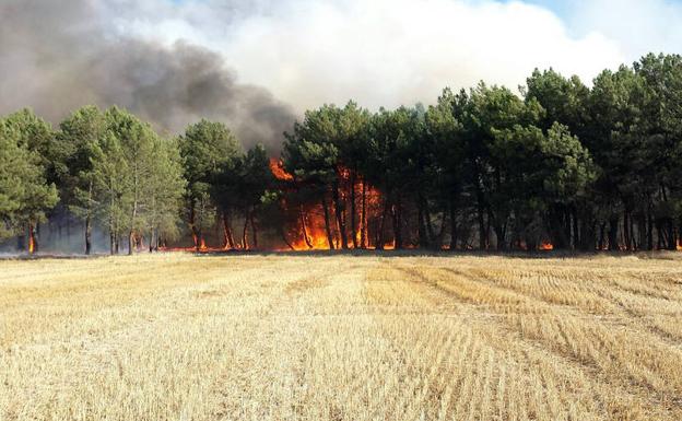 El número de detenidos por delitos contra el medio ambiente se incrementó el pasado año un 18,8% en la comunidad