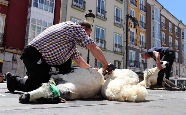 Las ovejas se quitan el abrigo