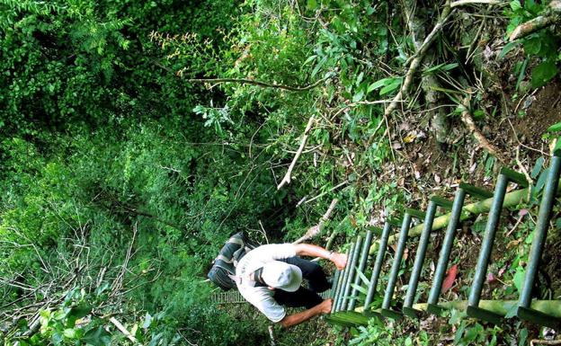 Los bosques vírgenes desaparecen aceleradamente en el mundo