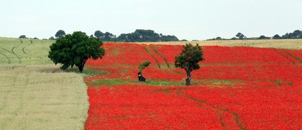 El campo se tiñe de rojo amapola