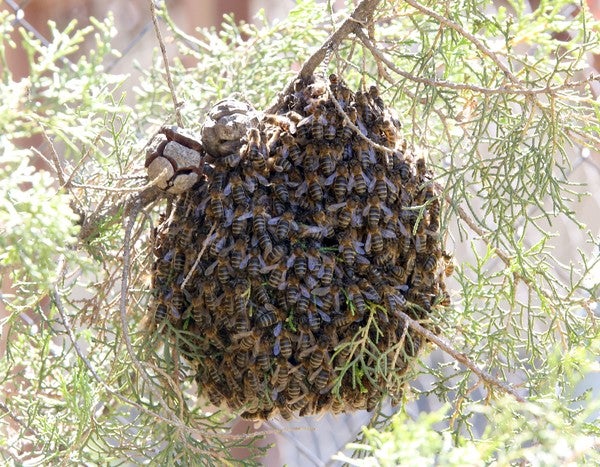 Los incidentes provocados por las abejas casi se multiplican por cuatro por la alta floración en primavera