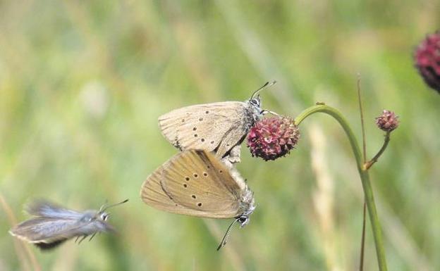 Castilla y Léon, a la cabeza en especies de mariposas de España