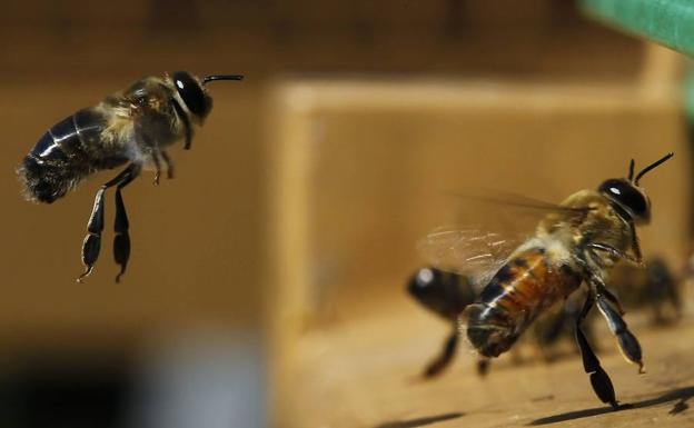 Herido grave un ciclista de 73 años atacado en Belmonte por un enjambre de abejas