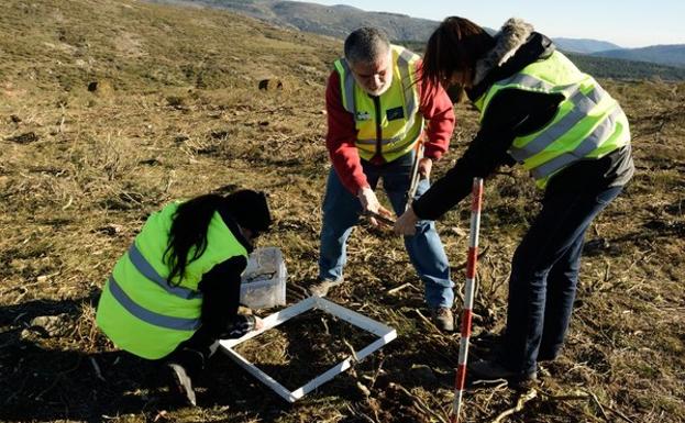 Dos años de desbroces podrían reducir el riesgo de incendio hasta un 80% en Castilla y León