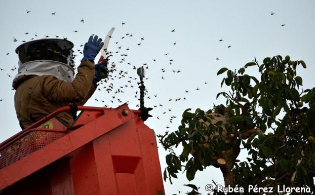 El Avispón Asiático continúa su colonización desde Las Merindades hacia el sur