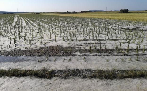 Agricultores de toda la provincia valoran los daños ocasionados por un pedrisco demoledor