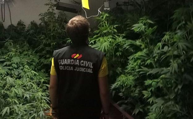 Localizan 132 plantas de marihuana en un chalet adosado
