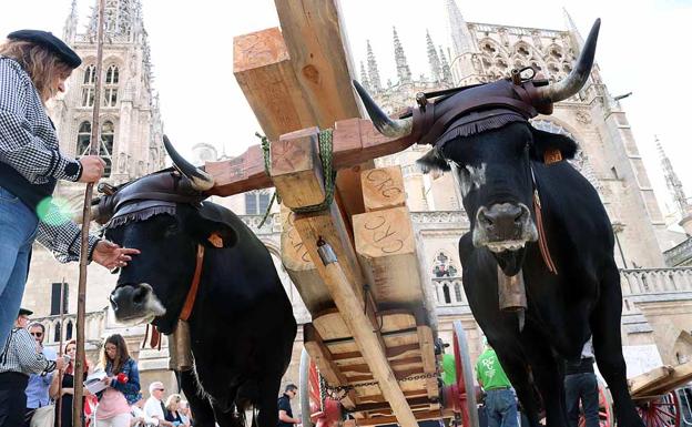 Los carreteros ponen a los pies de la Catedral los materiales que hace 797 años le dieron forma