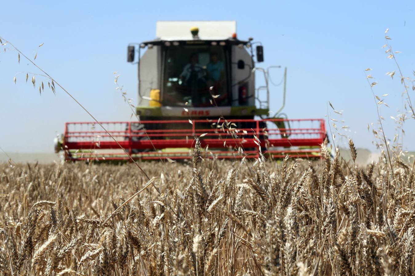 La consejera de Agricultura presenta los datos relativos a la cosecha de cereales de 2018