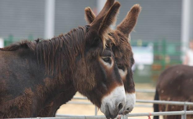 Burro Polo, artesanía y vuelo en globo, en las fiestas de Benafarces