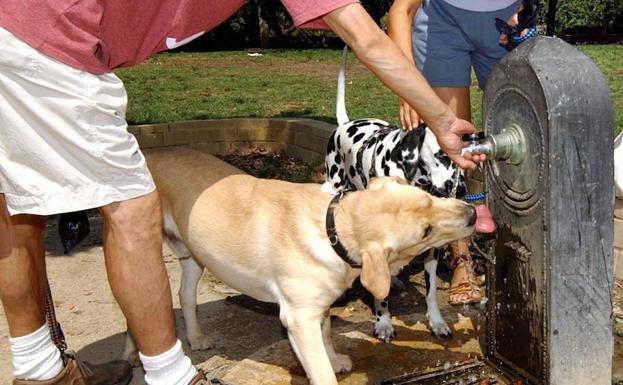 Investigan a un soriano por la muerte de dos perros provocada por la falta de agua y alimento