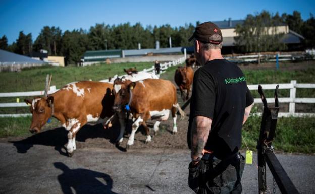 Vacas para reinsertar a los presos suecos