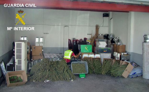 Desmantelan un laboratorio de marihuana, descubierto por casualidad mientras buscaban alfalfa robada