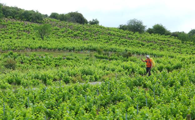 Ribera y Arlanza afrontan la temporada con buenas expectativas, pero sin hacer previsiones