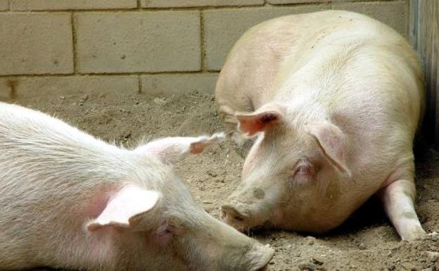 Ecologistas en Acción también dice no a la macrogranja porcina en Llano de Bureba