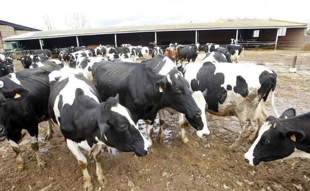 Los precios de la leche en Castilla y León no cubren los costes de producción