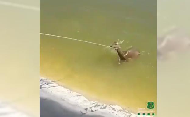 Final feliz para el cervatillo que no sabía nadar