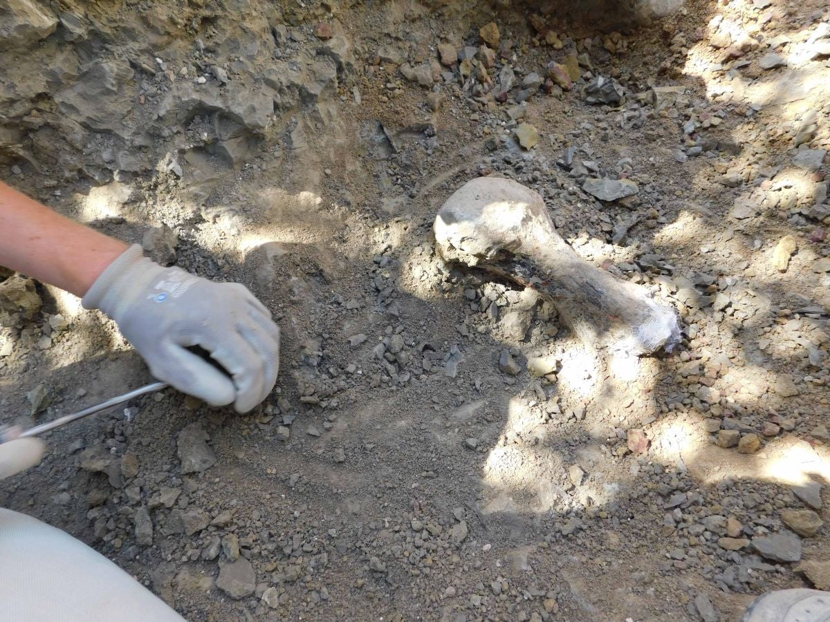 Balance de la Campaña 2018 de excavaciones en el yacimiento de restos de dinosaurios Valdepalazuelos-Tenadas del Carrascal de Torrelara