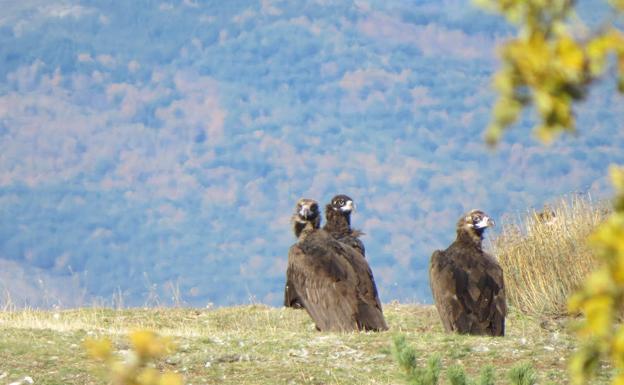 Equiparán a quince buitres negros con emisores GPS para su seguimiento