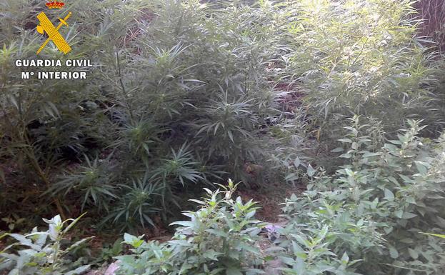 Descubren dos plantaciones de marihuana y detienen a uno de los propietarios en Valle de Tobalina
