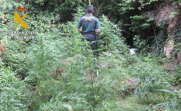 Intervienen 24 plantas de marihuana localizadas en un paraje de difícil acceso