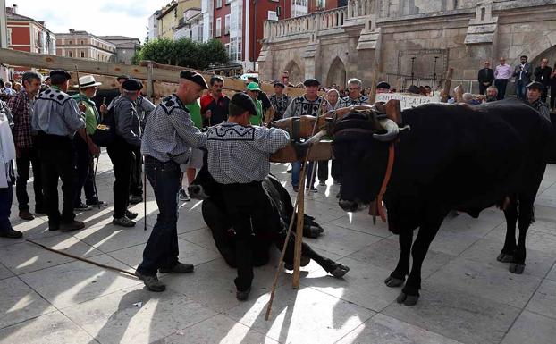 El vino guiará a los carreteros en su ruta carreteril de 2018, a la espera de sumarse al centenario de la Catedral de Burgos