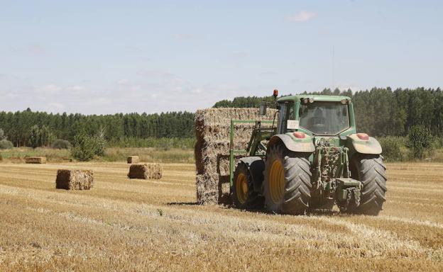 Burgos cierra la cosecha del cereal con 1,6 millones de toneladas y precios irregulares